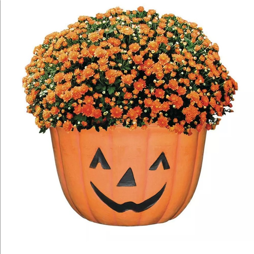 2 Mumkin Planters